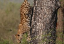 Why You Should Fire Your Sales Manager Or Boss Cheetah