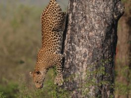 Why You Should Fire Your Sales Manager Or Boss Cheetah