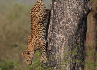 Why You Should Fire Your Sales Manager Or Boss Cheetah