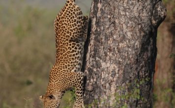 Why You Should Fire Your Sales Manager Or Boss Cheetah
