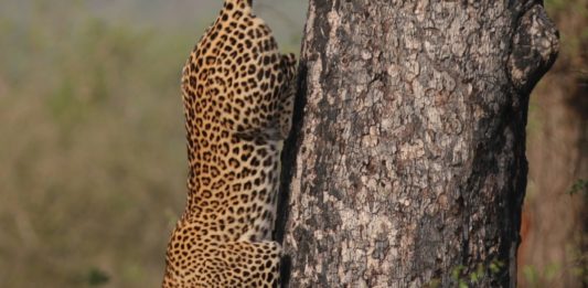 Why You Should Fire Your Sales Manager Or Boss Cheetah