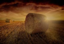 Planting Seeds Of Greatness Harvest