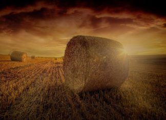 Planting Seeds Of Greatness Harvest