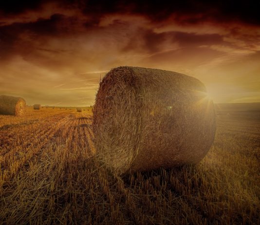 Planting Seeds Of Greatness Harvest