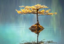 Zen And The Art Of Sales Forecasting Zen Water