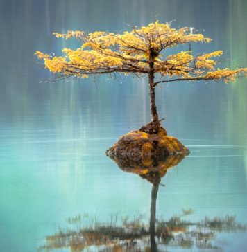 Zen And The Art Of Sales Forecasting Zen Water