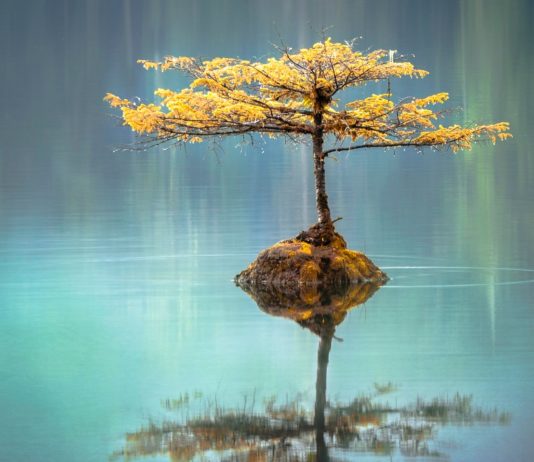 Zen And The Art Of Sales Forecasting Zen Water