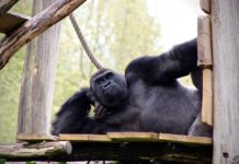 Hiring A 300kg Gorilla Is A Big Mistake! Why? Gorilla 2