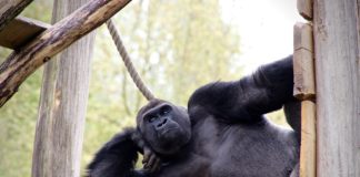 Hiring A 300kg Gorilla Is A Big Mistake! Why? Gorilla 2
