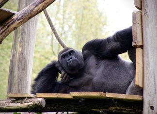 Hiring A 300kg Gorilla Is A Big Mistake! Why? Gorilla 2