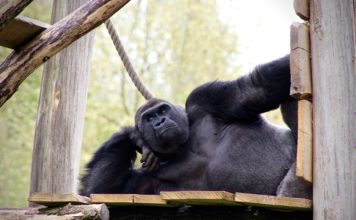 Hiring A 300kg Gorilla Is A Big Mistake! Why? Gorilla 2