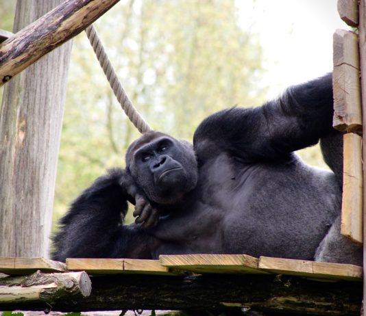 Hiring A 300kg Gorilla Is A Big Mistake! Why? Gorilla 2