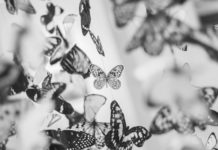 How This Crisis Will Change You Butterflies