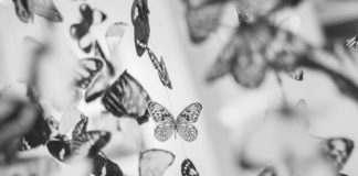 How This Crisis Will Change You Butterflies