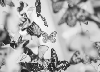 How This Crisis Will Change You Butterflies
