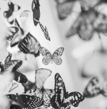 How This Crisis Will Change You Butterflies