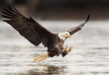 6 Steps For Business Development Success Eagle