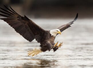 6 Steps For Business Development Success Eagle