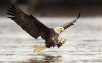 6 Steps For Business Development Success Eagle