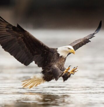 6 Steps For Business Development Success Eagle