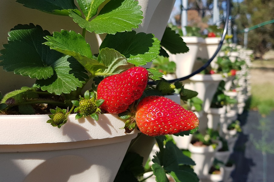 Van Wyk strawberries